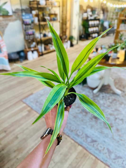 4" Dracaena Sanderiana