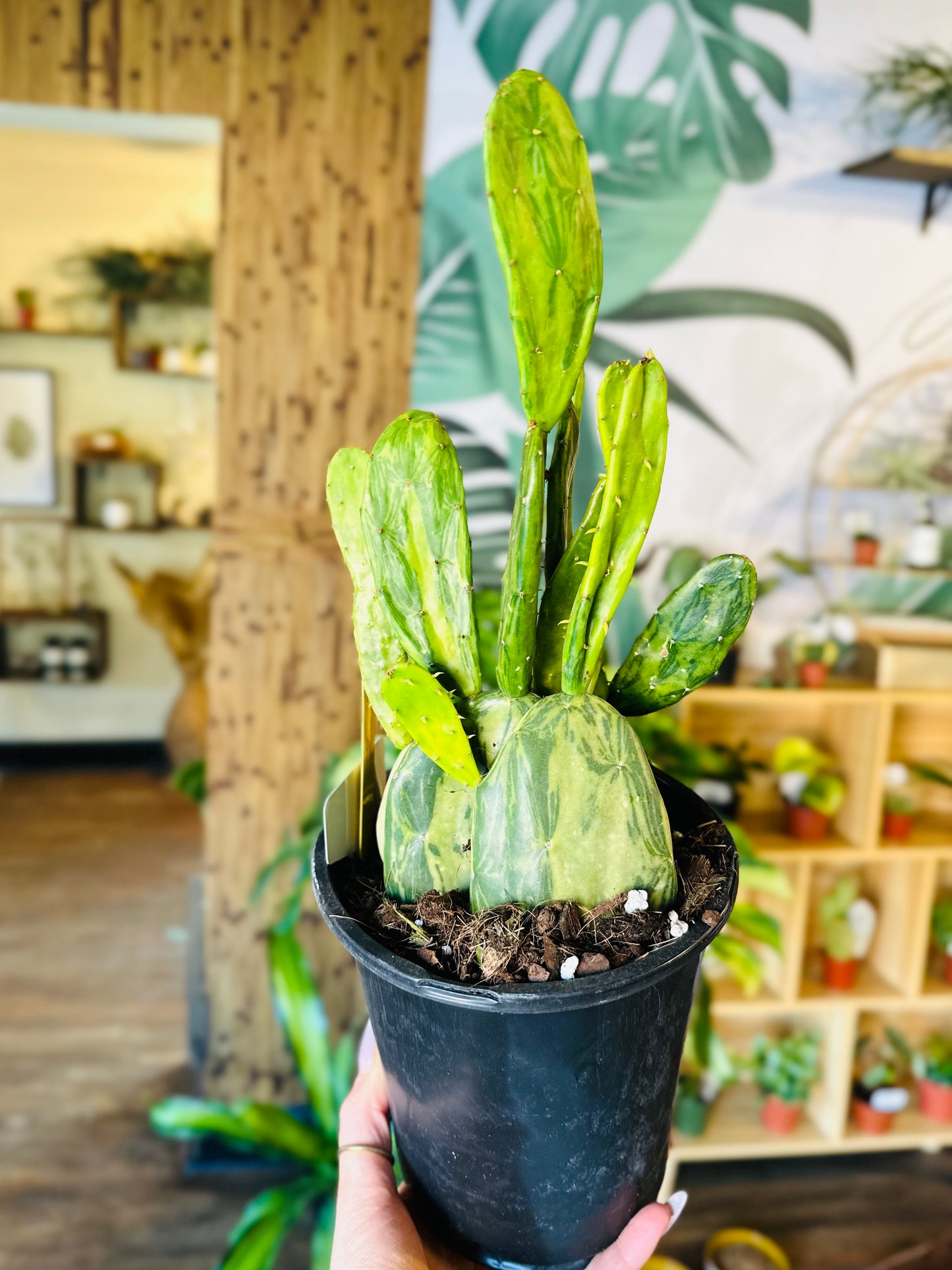 6" Variegated Prickly Pear Cactus