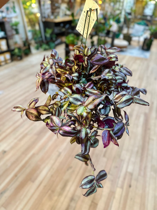 6" Tradescantia Zebrina Basket