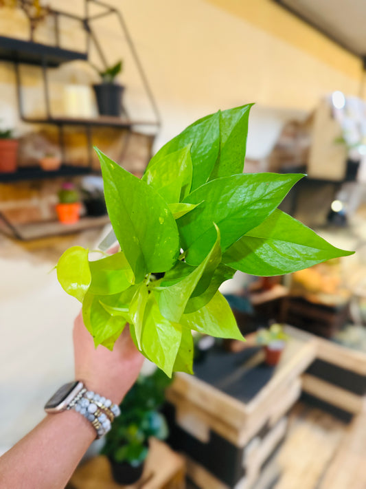 3" Neon Pothos