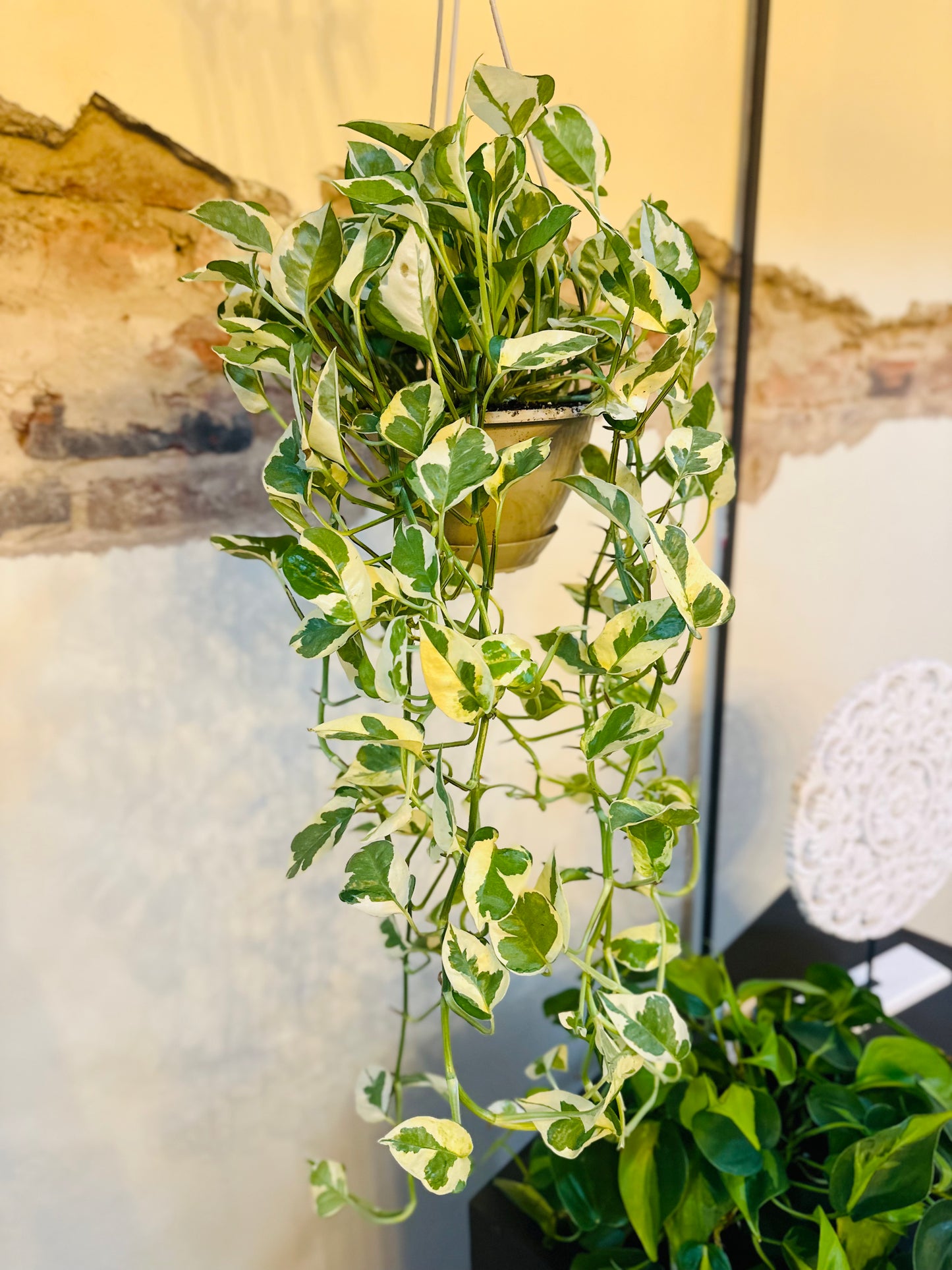 6" Pothos N'Joy Basket