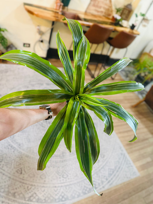 4" Dracaena Lemon Surprise