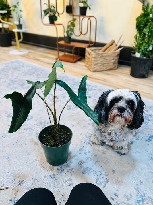 6" Alocasia Tigrina