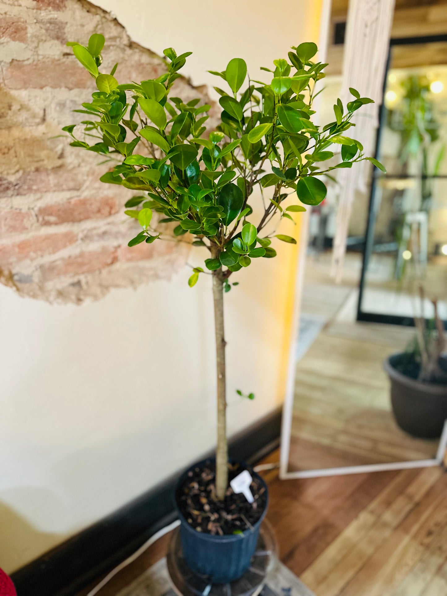 10" Ficus Moclame