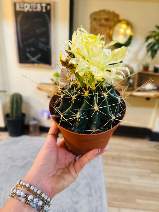 6" Cactus Asst