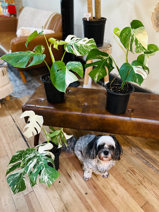6" Monstera Borsigiana Albo