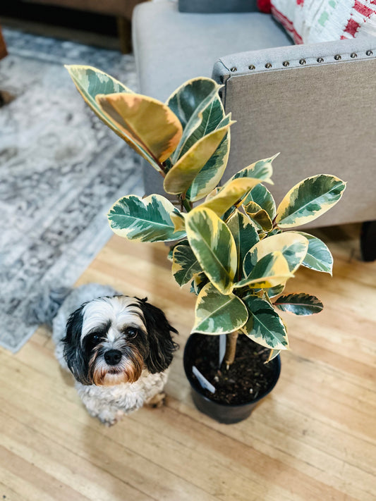 8" Ficus Tineke