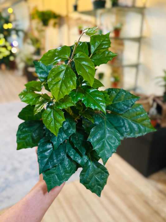 4" Cissus Grape