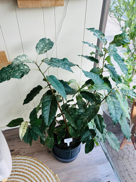 10" Ficus Aspera