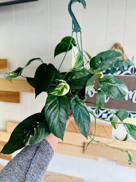 8" Albo Pothos Basket