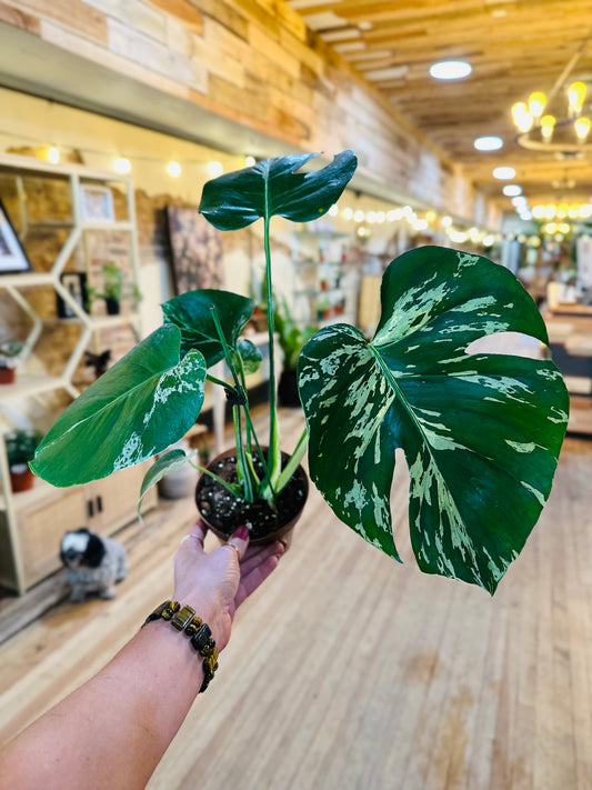 6" Monstera Bulbasaur