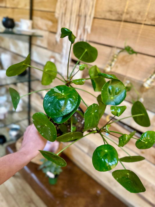 6" Pilea Peperomioides White Splash