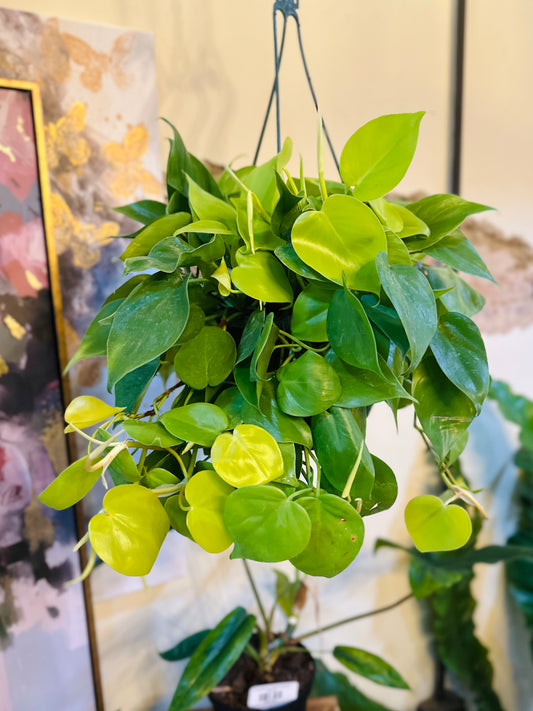 8" Philodendron Lemon Lime Basket
