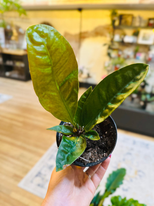 4" Anthurium Superbum