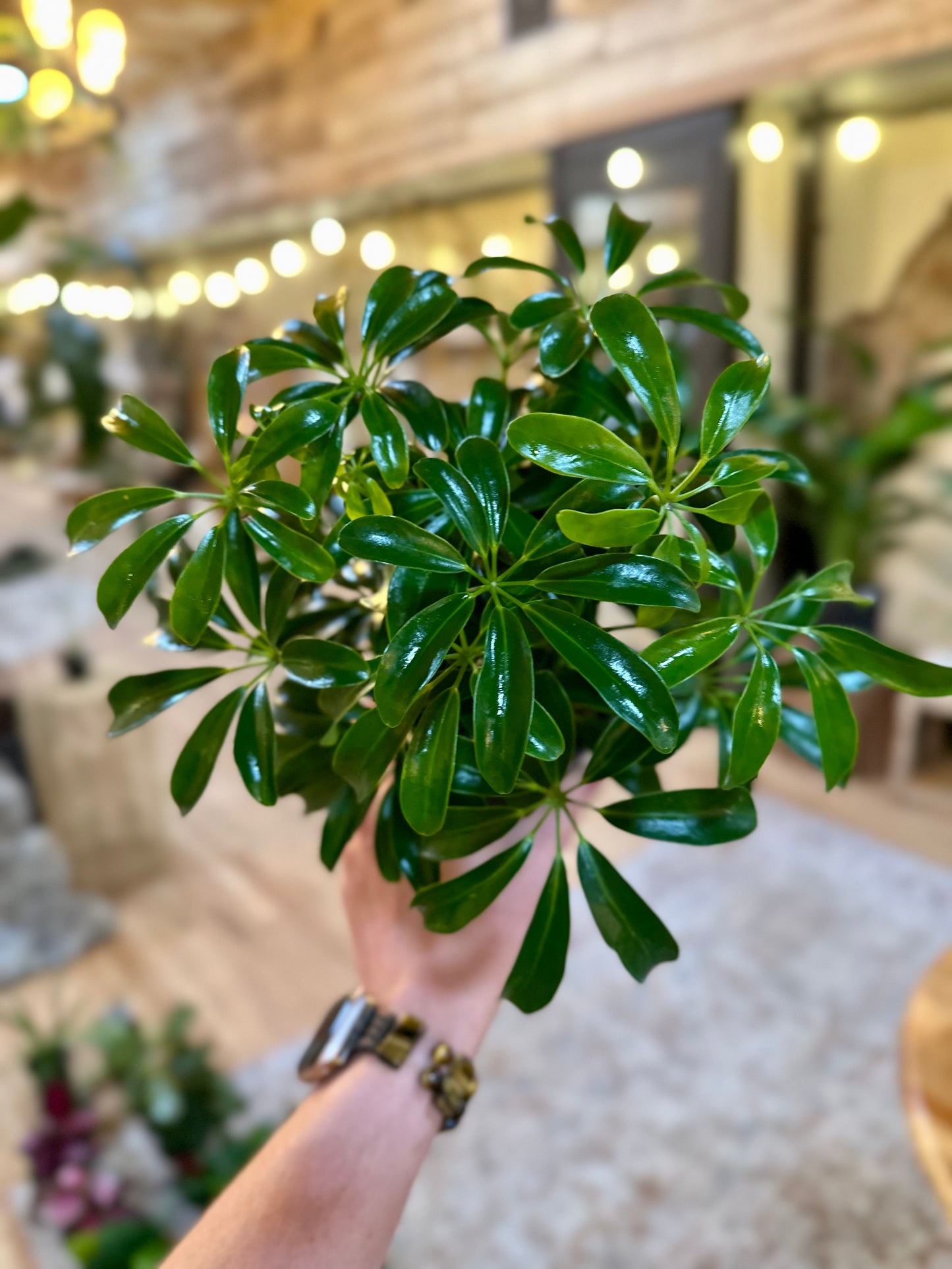 4" Schefflera Arboricola
