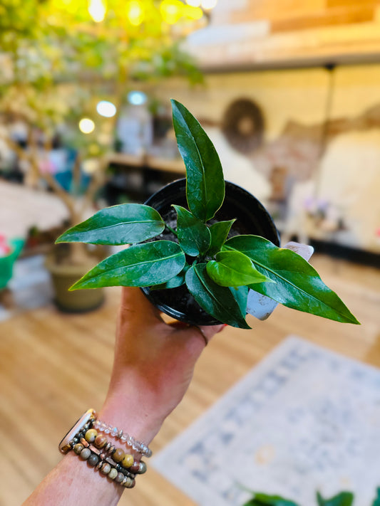 4" Anthurium Plowmanii
