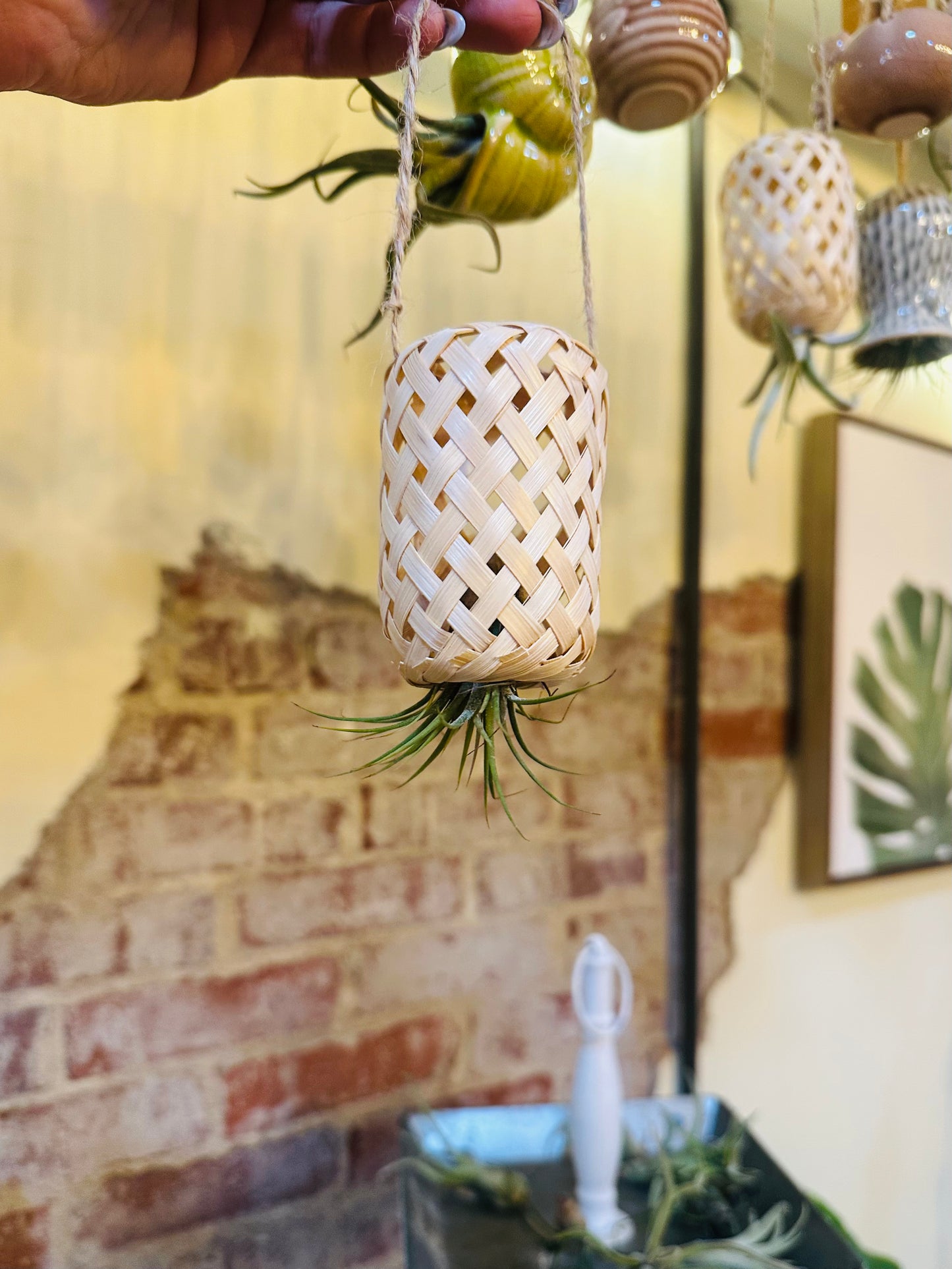 Air Plant Bamboo Lantern