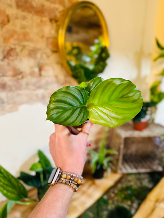 2" Calathea Orbifolia