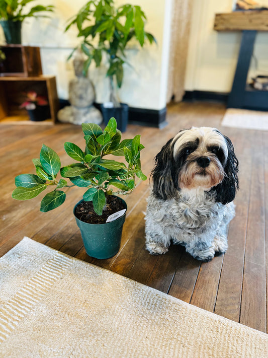 6" Ficus Audrey