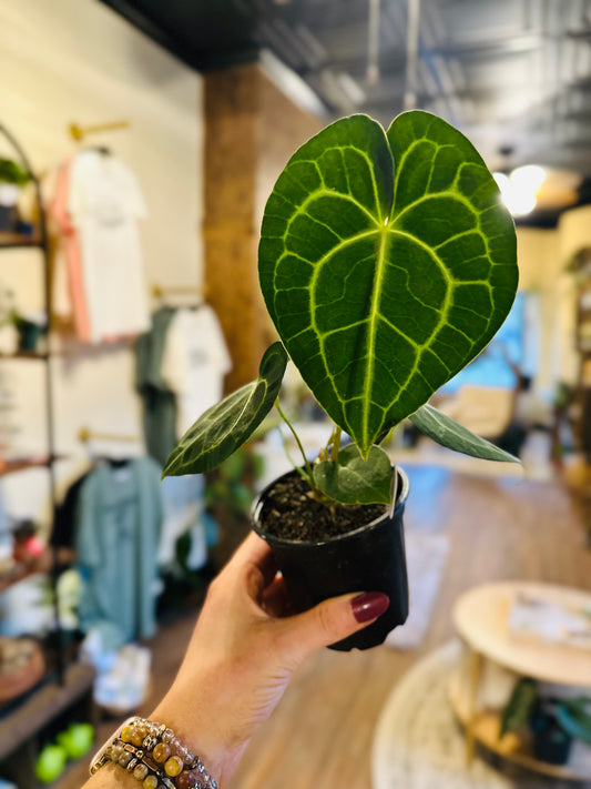 4" Anthurium Clarinervium