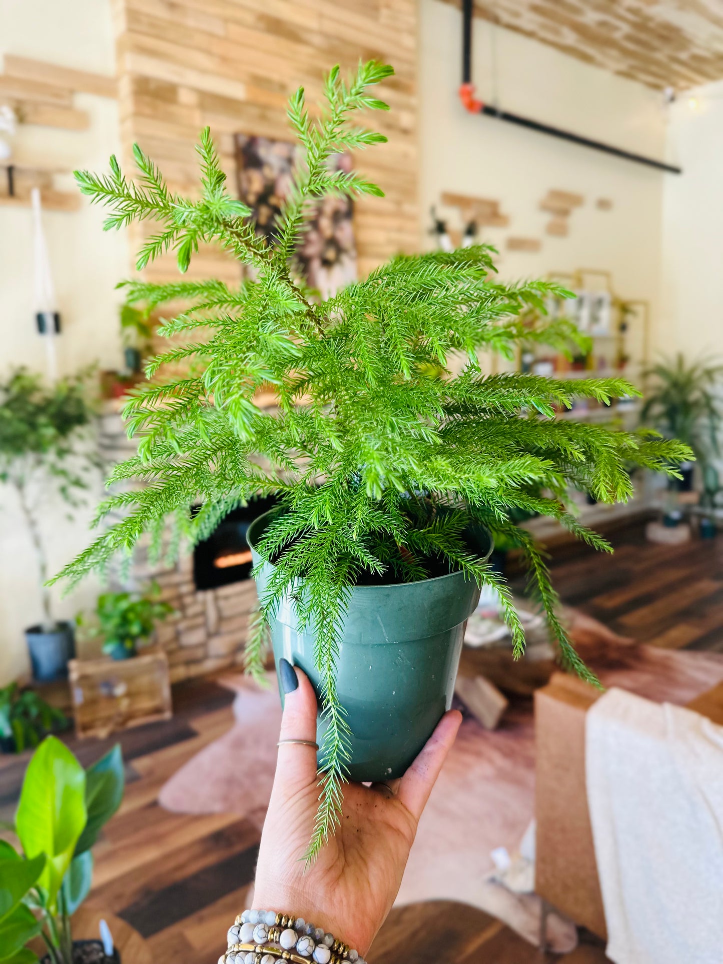 6" Norfolk Island Pine