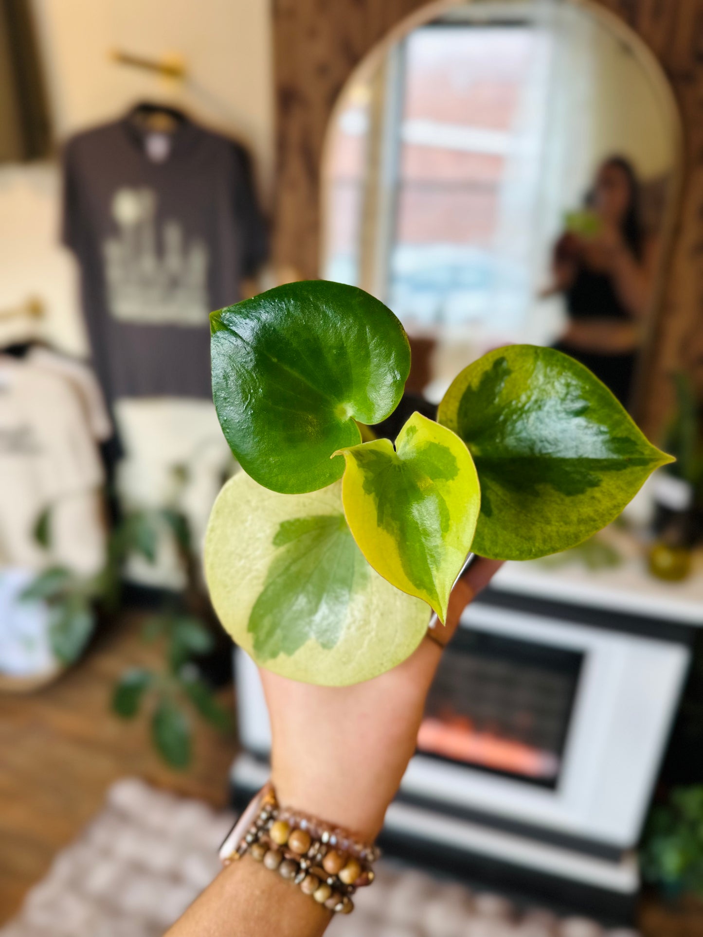 4" Peperomia Raindrop Verdant Flame