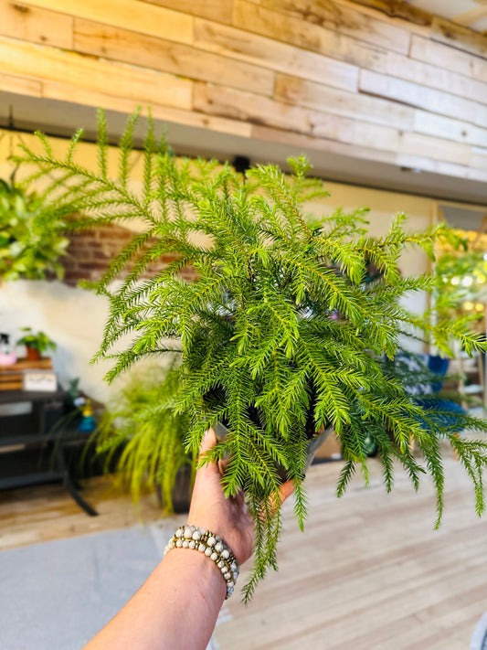 6" Norfolk Island Pine