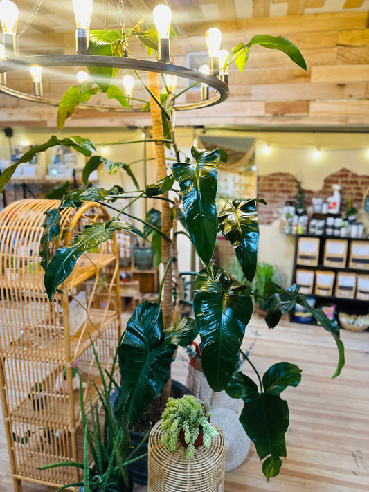 14" Philodendron Mexicanum