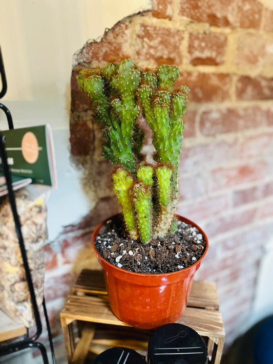 6" Cereus Repandus Monstrose