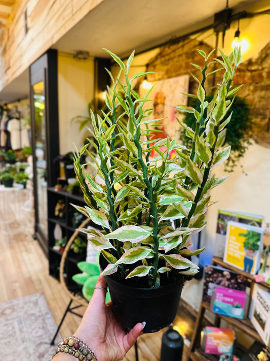 6" Devil's Backbone Variegated
