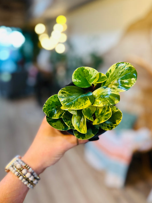 4" Peperomia Marble
