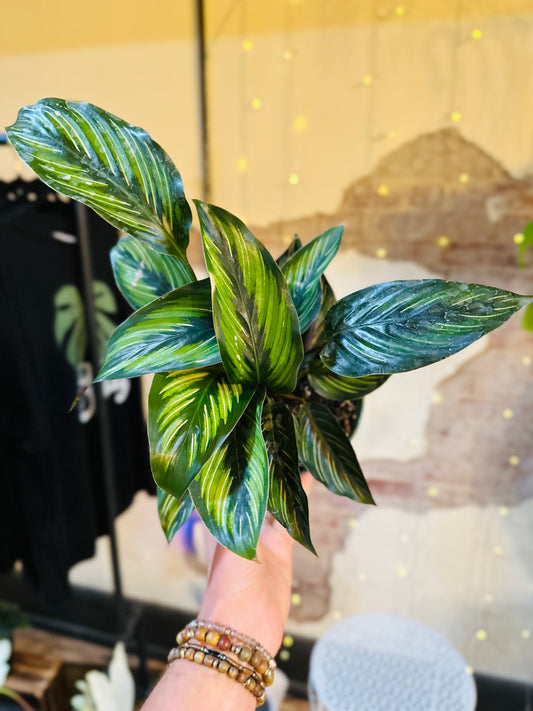 6" Calathea Beauty Star