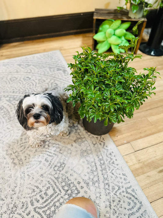 10" Schefflera Arboricola