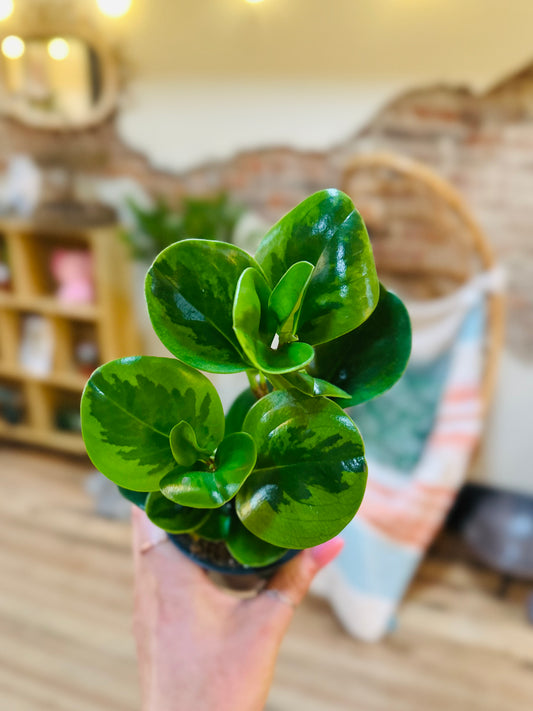 4" Lemon Lime Peperomia