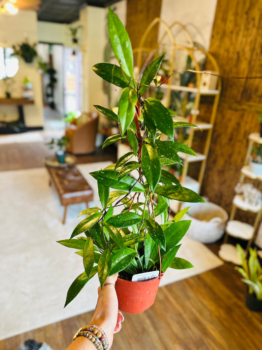 6" Hoya Pubicalyx Basket