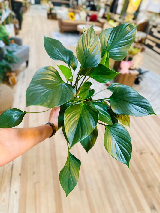 4" Homalomena Emerald Gem