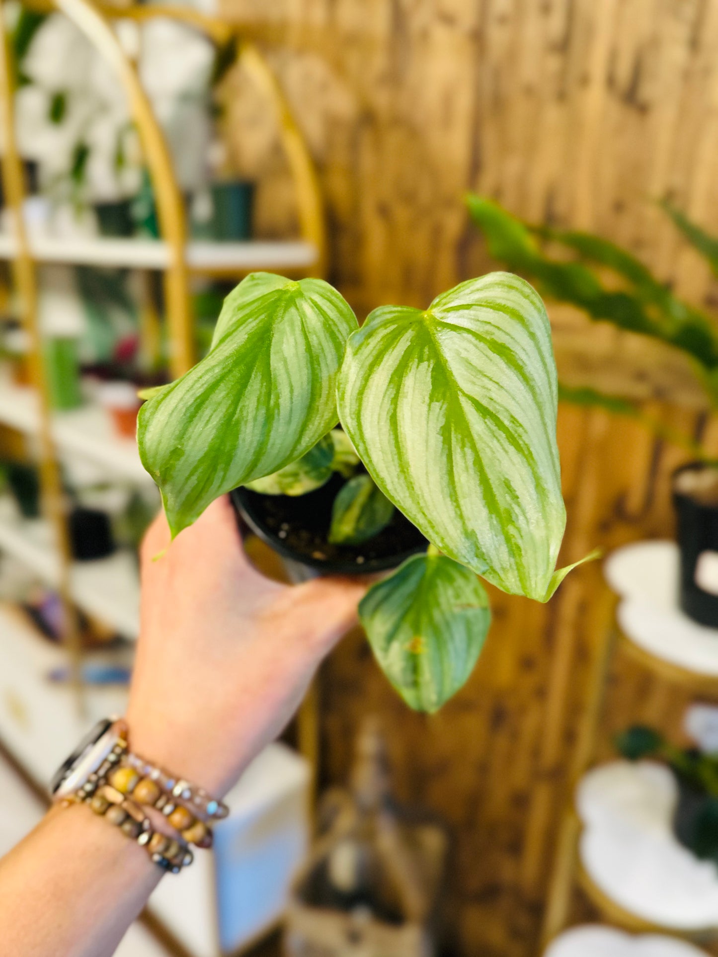 4" Philodendron Pastazanum