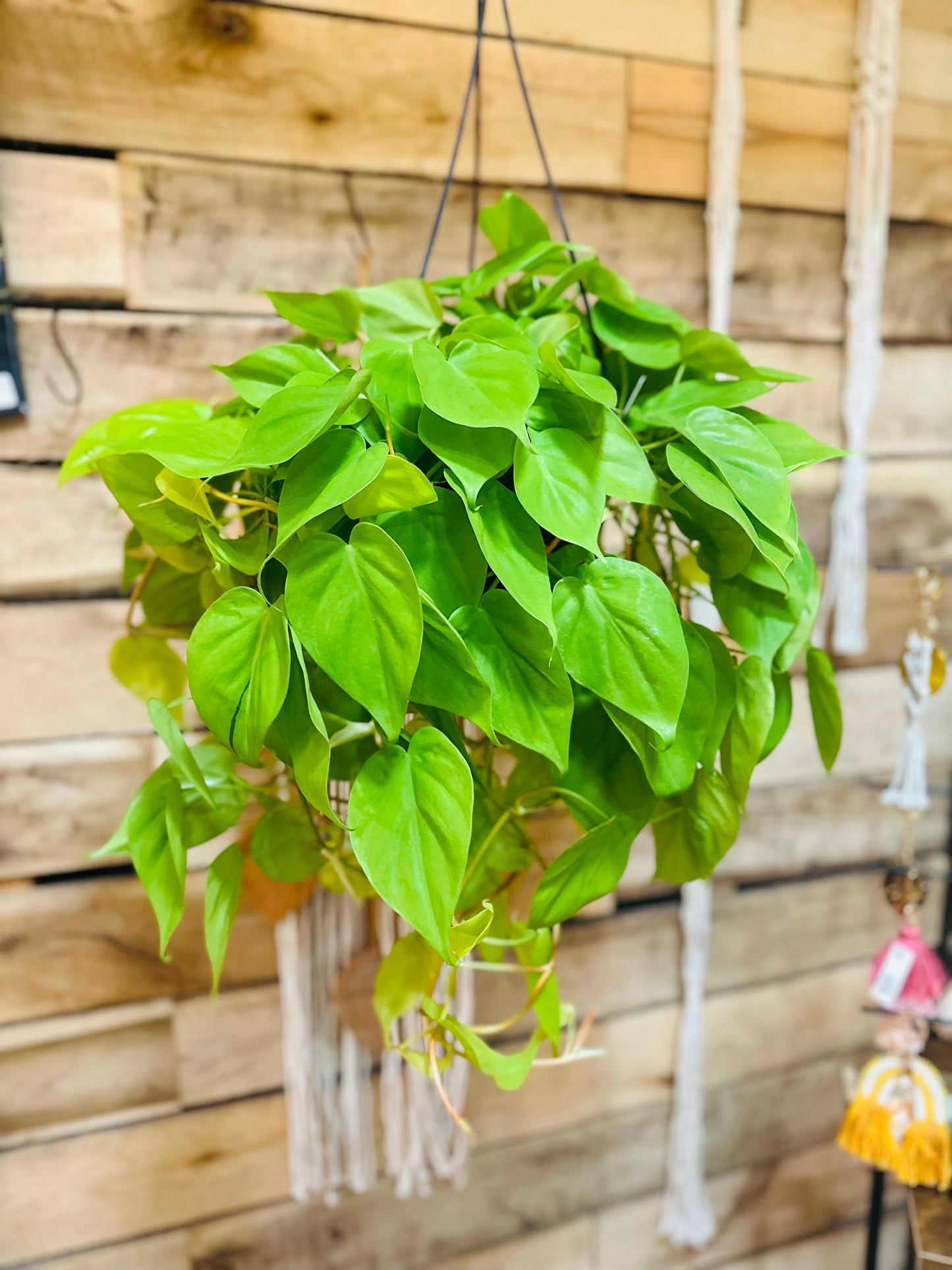 8" Philodendron Lemon Lime Basket
