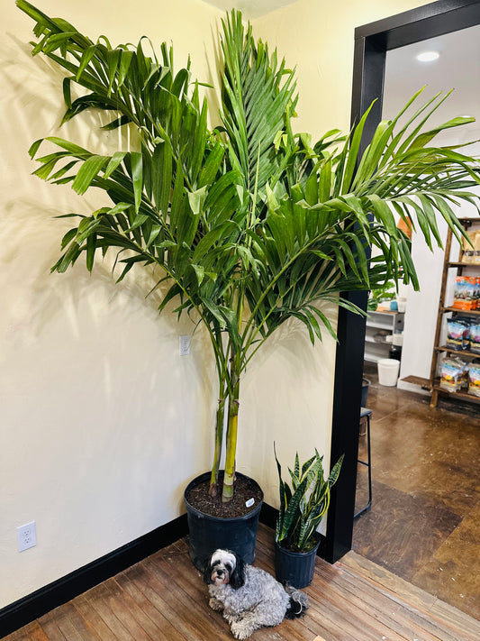 17" Palm Adonidia