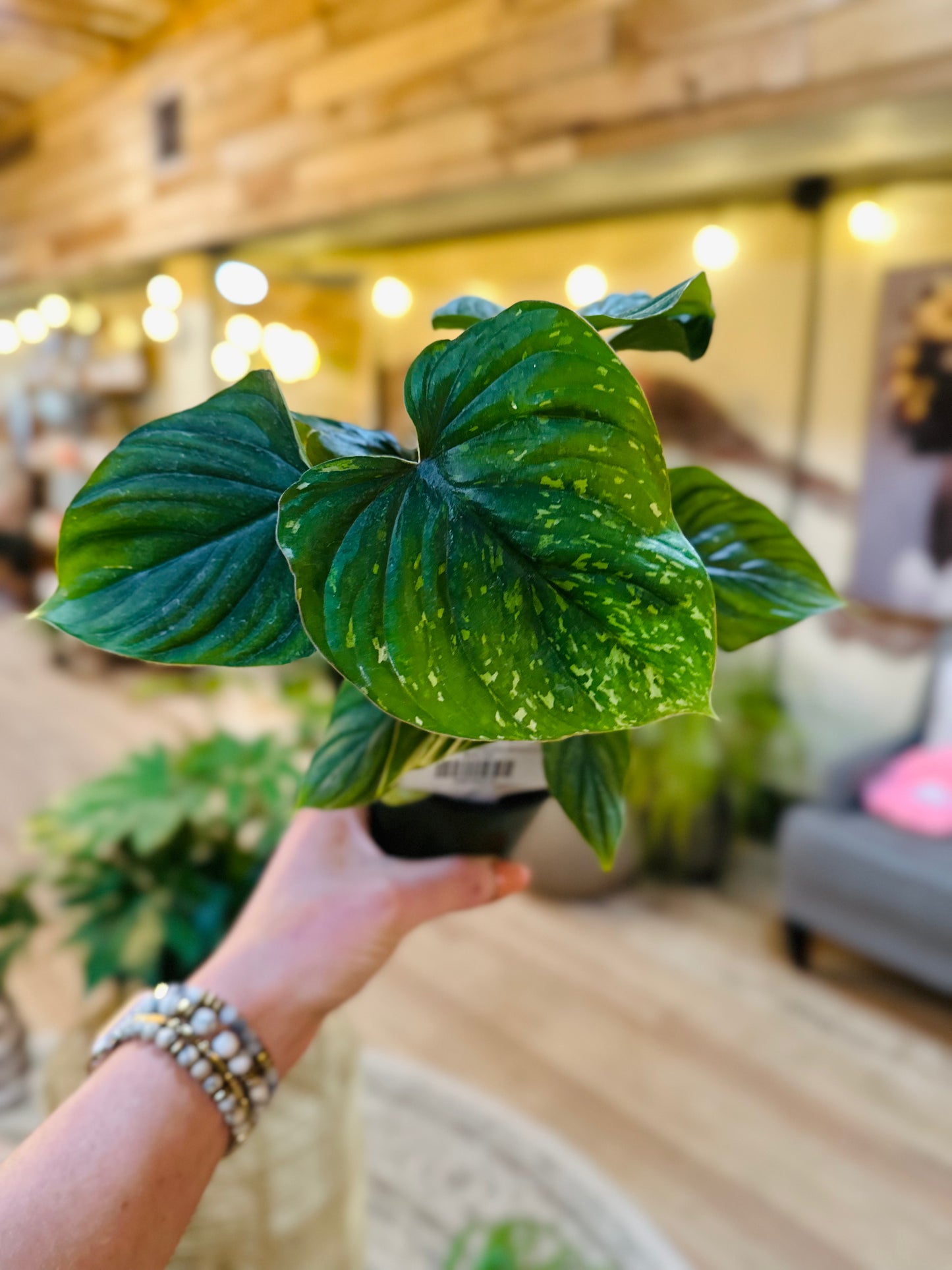 4" Philodendron Plowmanii Variegated