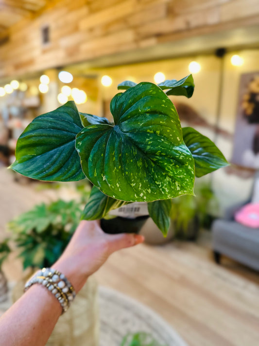 4" Philodendron Plowmanii Variegated