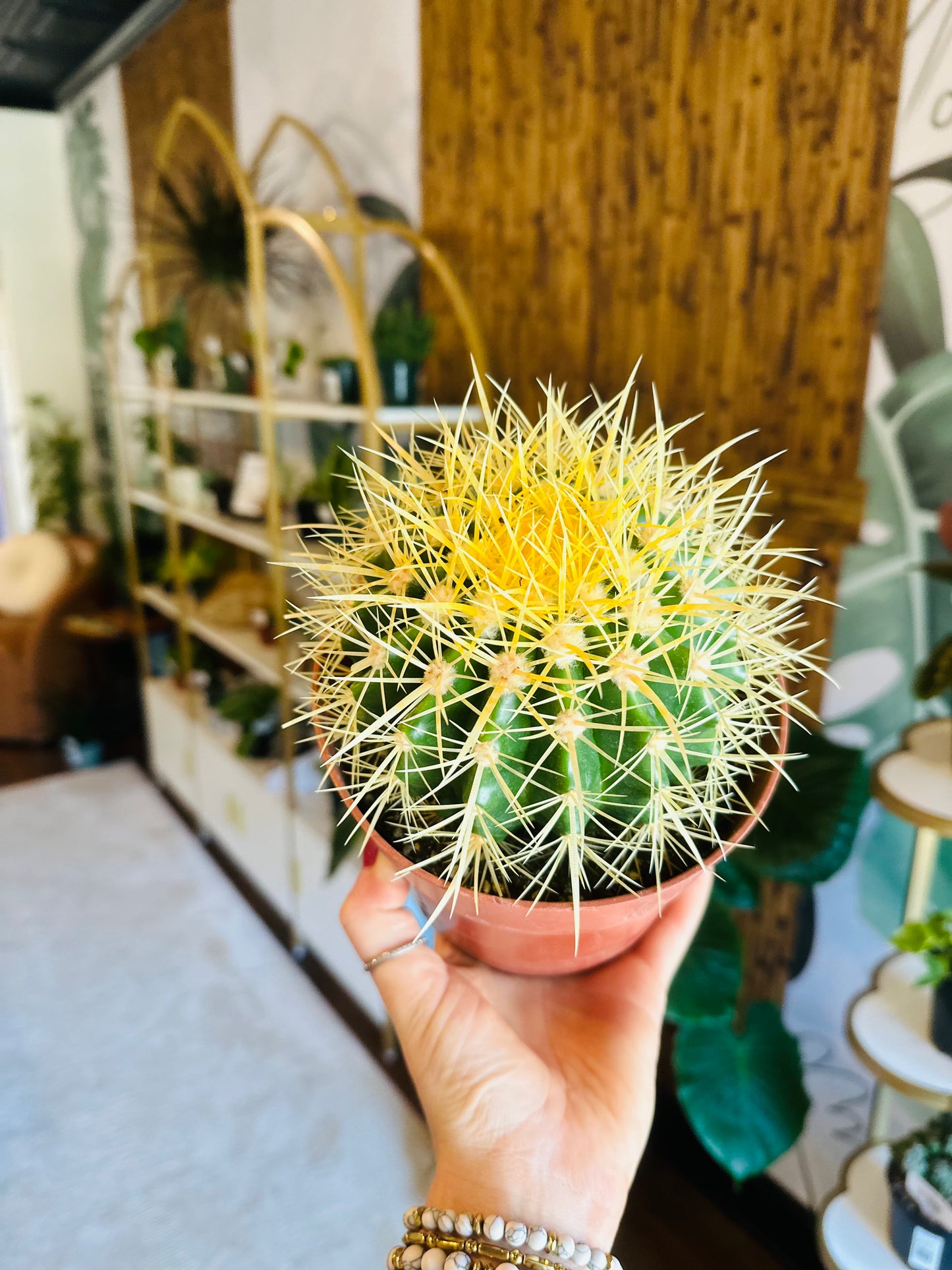 6" Golden Barrel Cactus