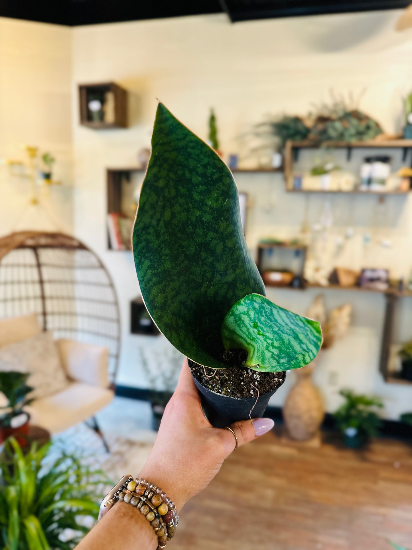 4" Whale Fin Victoria Snake Plant