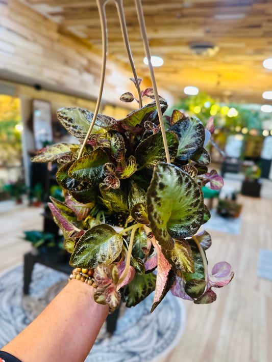 6" Episcia Silver Screen Basket
