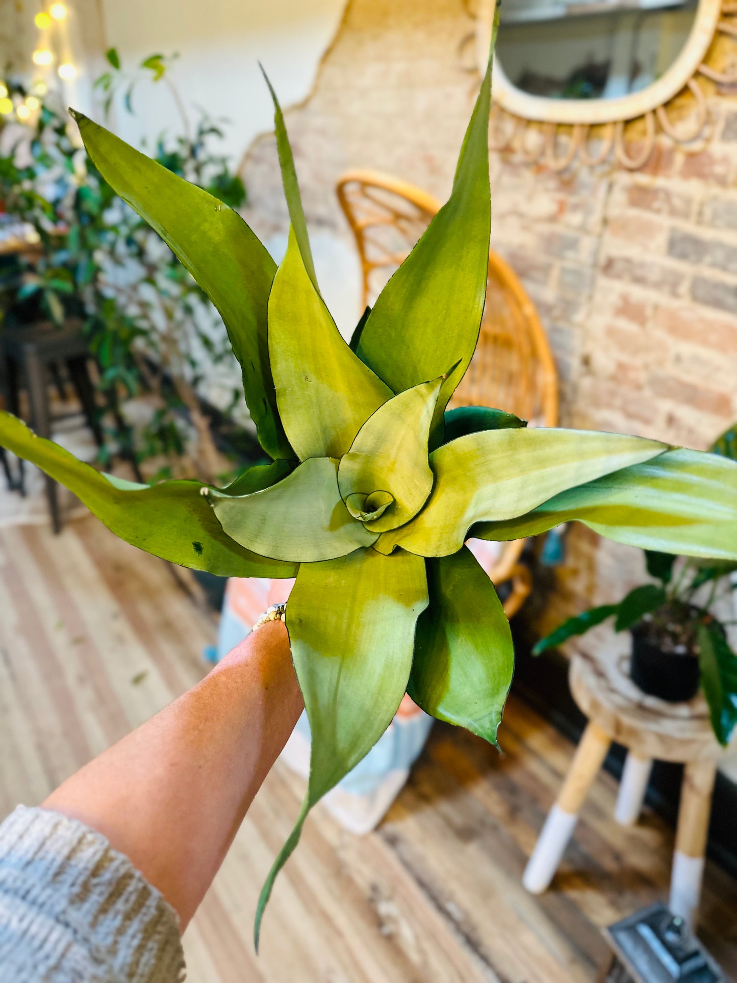 6" Moonshine Snake Plant