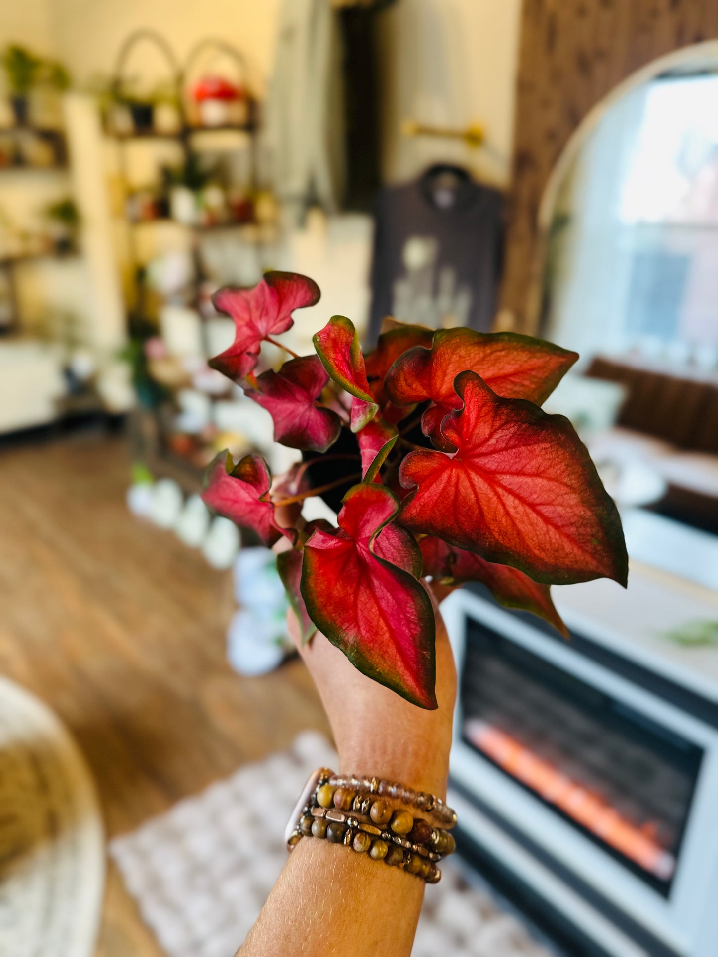 4" Caladium Fairytale Princess
