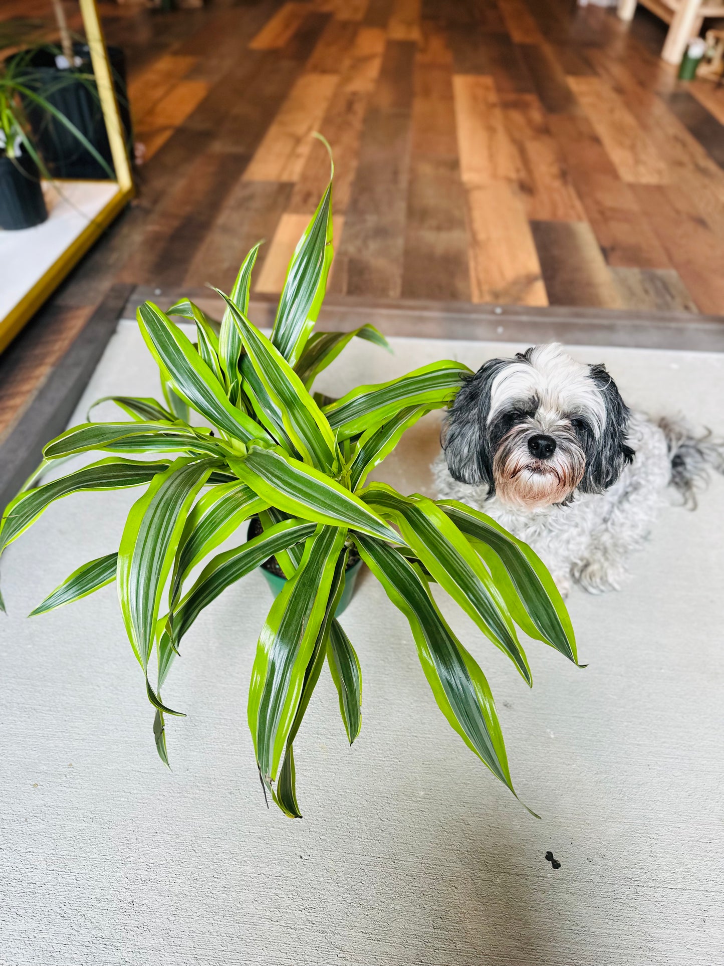 6" Dracaena Lemon Surprise
