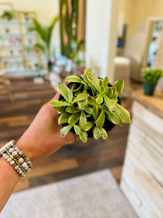 4" Crassula Money Maker