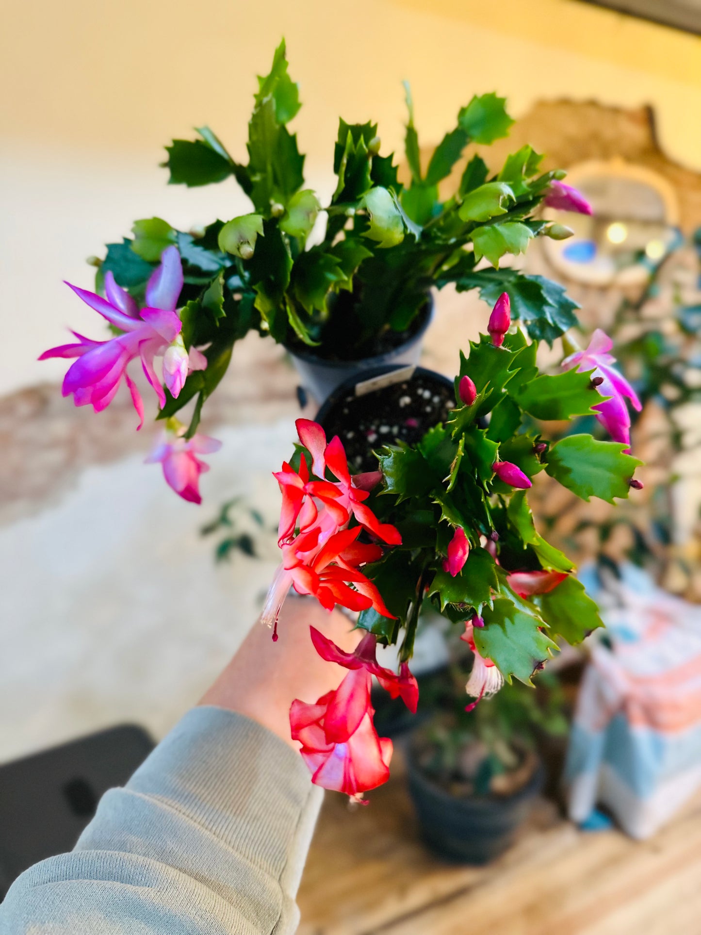 4" Holiday Cactus