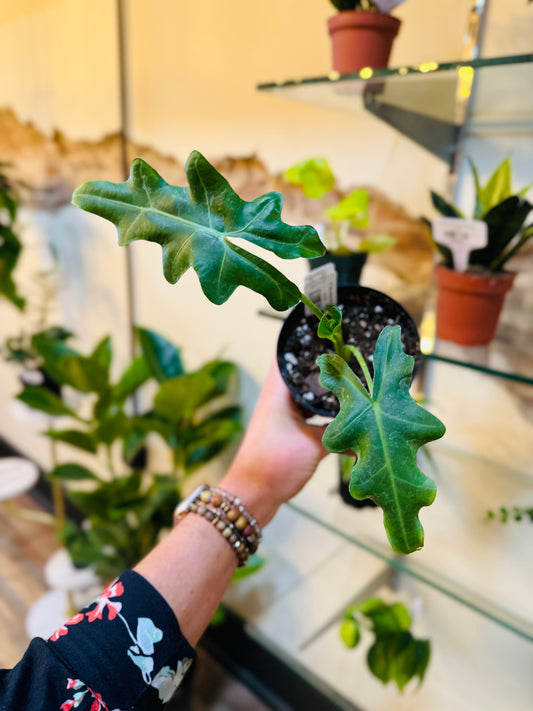 4" Alocasia Portei